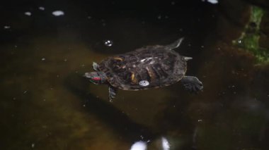 Bir su kaplumbağası yüzmek için suya iner. Avında deniz kabuğu olan bir sürüngen. Bir kaplumbağa suda yüzer.