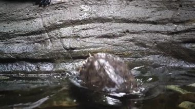 Bir su kaplumbağası yüzmek için suya iner. Avında deniz kabuğu olan bir sürüngen. Bir kaplumbağa suda yüzer.