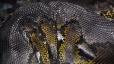 Bir piton bir ağacın dalları boyunca sürünerek derisini döker. Sürüngenler, sürüngenler