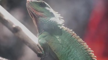 Bir ağacın dalları boyunca sürünen yeşil bir kertenkele. Doğadaki sürüngenlerin kamuflajı.