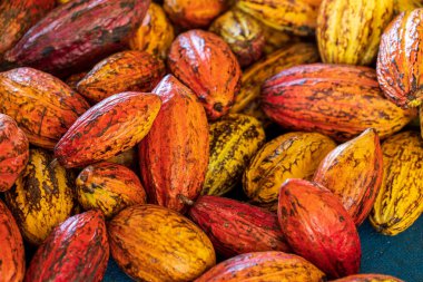 Tahta bir yüzeyde kakao çekirdeği ve kakao kabuğu..