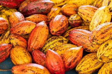 Tahta bir yüzeyde kakao çekirdeği ve kakao kabuğu..