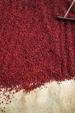 Kahve çekirdekleri güneşte kuruyor. Kahve çiftliğindeki kahve tarlaları