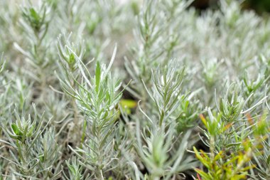 Taze Rosemary Herb dışarıda yetişiyor. Biberiye yaprakları Yakın plan.
