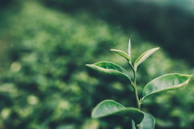 Top of Green tea leaf in the morning, tea plantation
