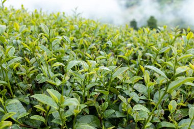 Top of Green tea leaf in the morning, tea plantation