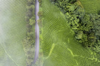 Aerail view Tea farm with sea of mist, green tree, blue mountain