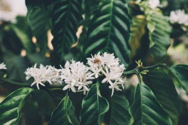 Ağaçta çiçek açan kahve çiçeği.