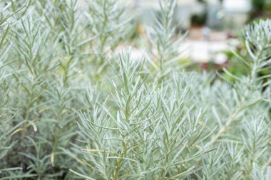 Taze Rosemary Herb dışarıda yetişiyor. Biberiye yaprakları Yakın plan.