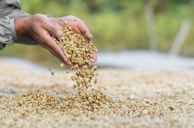 Kahve çekirdekleri güneşte kuruyor. Kahve çiftliğindeki kahve tarlaları