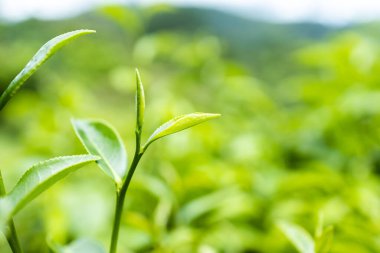 Top of Green tea leaf in the morning, tea plantation