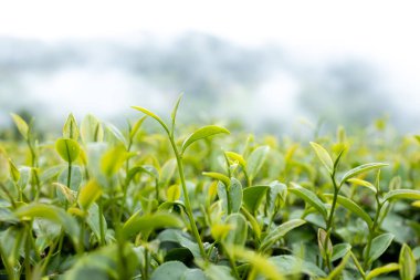 Top of Green tea leaf in the morning, tea plantation