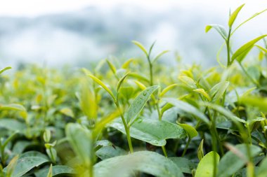 Top of Green tea leaf in the morning, tea plantation
