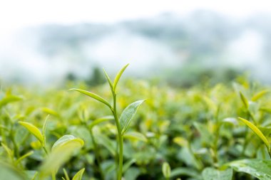 Top of Green tea leaf in the morning, tea plantation