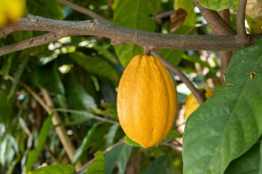 Tahta bir yüzeyde kakao çekirdeği ve kakao kabuğu..