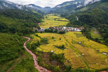 rice field at  Northern Thailand