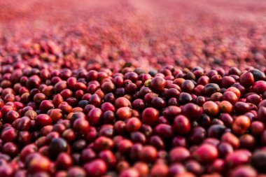 Kahve çekirdekleri güneşte kuruyor. Kahve çiftliğindeki kahve tarlaları