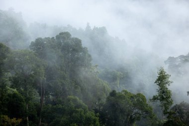 mountain ridge and clouds in rural jungle bush forest
