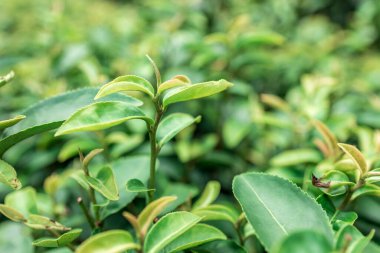 Top of Green tea leaf in the morning, tea plantation