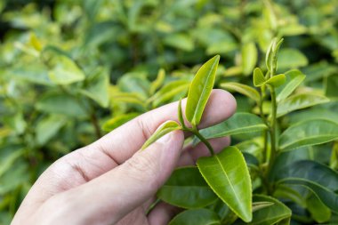 Top of Green tea leaf in the morning, tea plantation