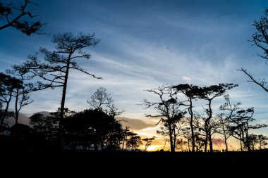 Pinus mugo - Phu Soi Dao Milli Parkı 'nda sürünen çam manzarası silueti olarak da bilinir.