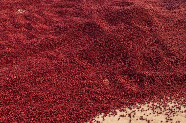 Kahve çekirdekleri güneşte kuruyor. Kahve çiftliğindeki kahve tarlaları