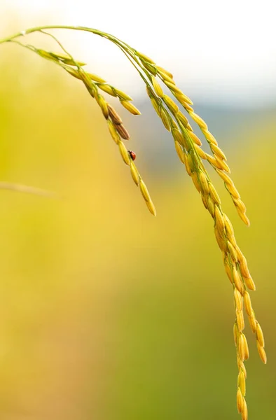 Rice field, close up yellow rice seed ripe