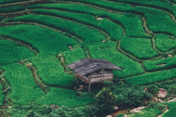 top view Terraced rice field at Chiangmai Northern Thailand