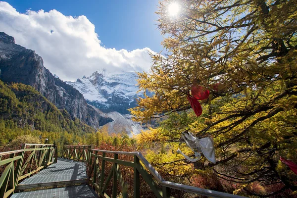 stock image Colorful in autumn forest and snow mountain at Yading nature reserve, The last Shangri la