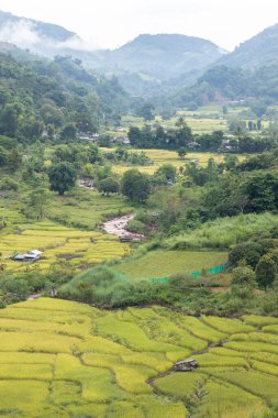 Mae Cham Chiangmai Kuzey Tayland 'daki pirinç tarlası.