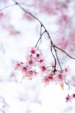 Vahşi Himalaya kirazının (Prunus cerasoides) ya da Thai sakura çiçeğinin yakın çekimi