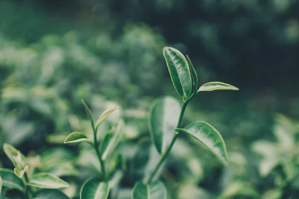 stock image Top of Green tea leaf in the morning, tea plantation