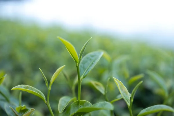 stock image Top of Green tea leaf in the morning, tea plantation