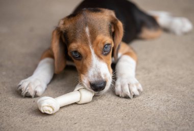 Küçük sevimli köpek yavrusu yukarı bakıyor