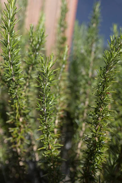 stock image Fresh Rosemary Herb grow outdoor. Rosemary leaves Close-up.