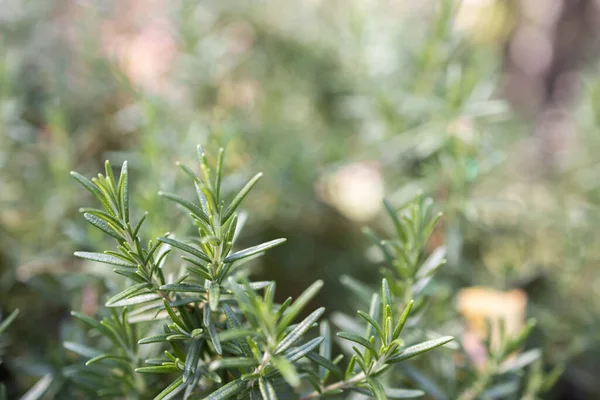 Rosemary Herb Fresco Crescer Livre Folhas Alecrim Close — Fotografia de Stock
