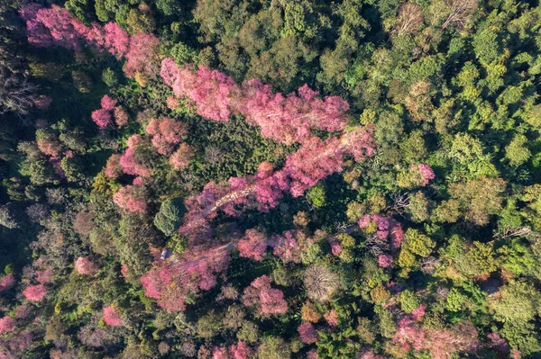 Vista Superior Vista Aérea Árvores Flor Cerejeira Rosa Nas Montanhas — Fotografia de Stock