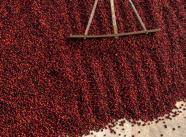 stock image Coffee beans drying in the sun. Coffee plantations at coffee farm