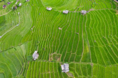 Mae Cham Chiangmai Kuzey Tayland 'daki pirinç tarlası.