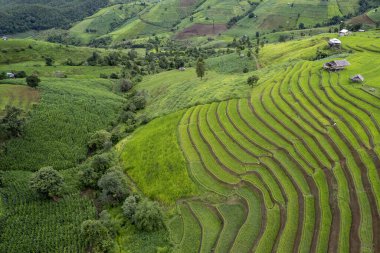Mae Cham Chiangmai Kuzey Tayland 'daki pirinç tarlası.
