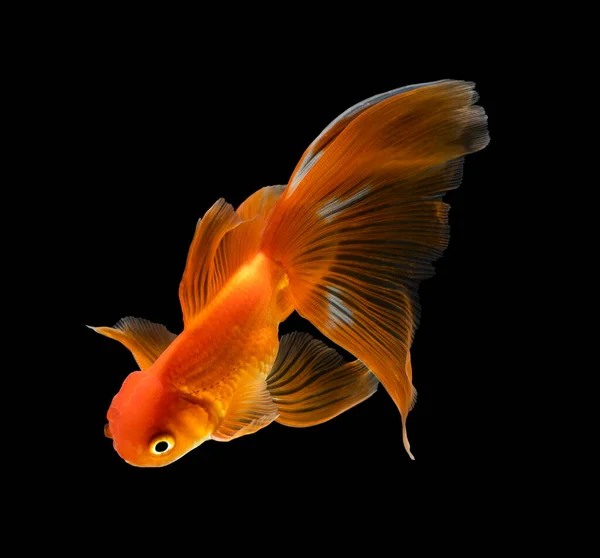 stock image goldfish isolated on a dark black background