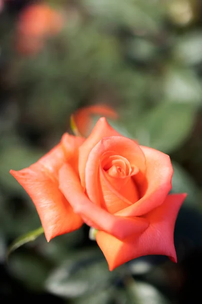 Rózsa Virágok Nyílnak Nyáron Kerti Rózsák Gyönyörű Rózsák Közelednek — Stock Fotó