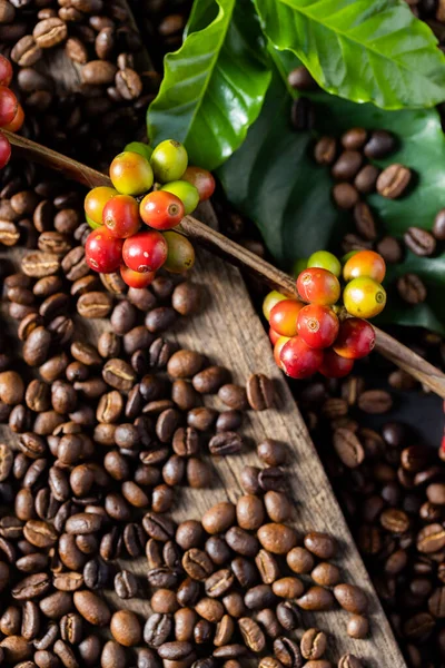 Zbieranie Jagód Kawy Przez Rolnictwo Ziarna Kawy Dojrzewające Drzewie Północnej — Zdjęcie stockowe