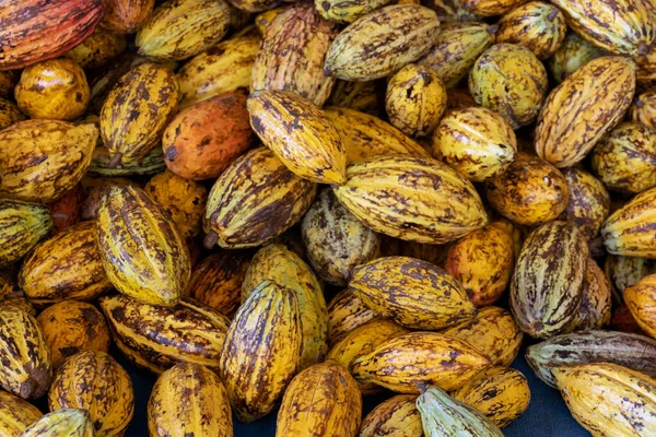 stock image Cocoa beans and cocoa pod on a wooden surface.