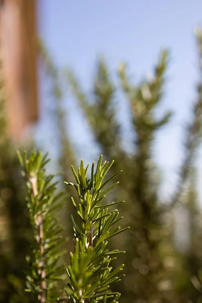 Taze Rosemary Herb Dışarıda Yetişiyor Biberiye Yaprakları Yakın Plan — Stok fotoğraf