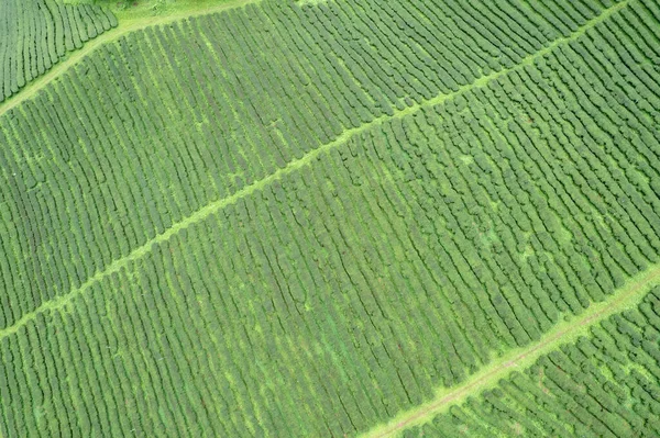 Αεροφωτογραφία Τσάι Αγρόκτημα Θάλασσα Από Ομίχλη Πράσινο Δέντρο Μπλε Βουνό — Φωτογραφία Αρχείου