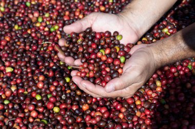 Kahve çekirdekleri güneşte kuruyor. Kahve çiftliğindeki kahve tarlaları