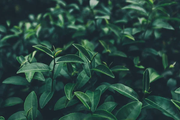 Top of Green tea leaf in the morning, tea plantation
