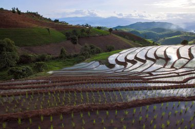 Mae Cham Chiangmai Kuzey Tayland 'daki pirinç tarlası.