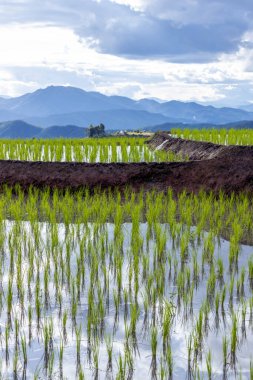 Mae Cham Chiangmai Kuzey Tayland 'daki pirinç tarlası.
